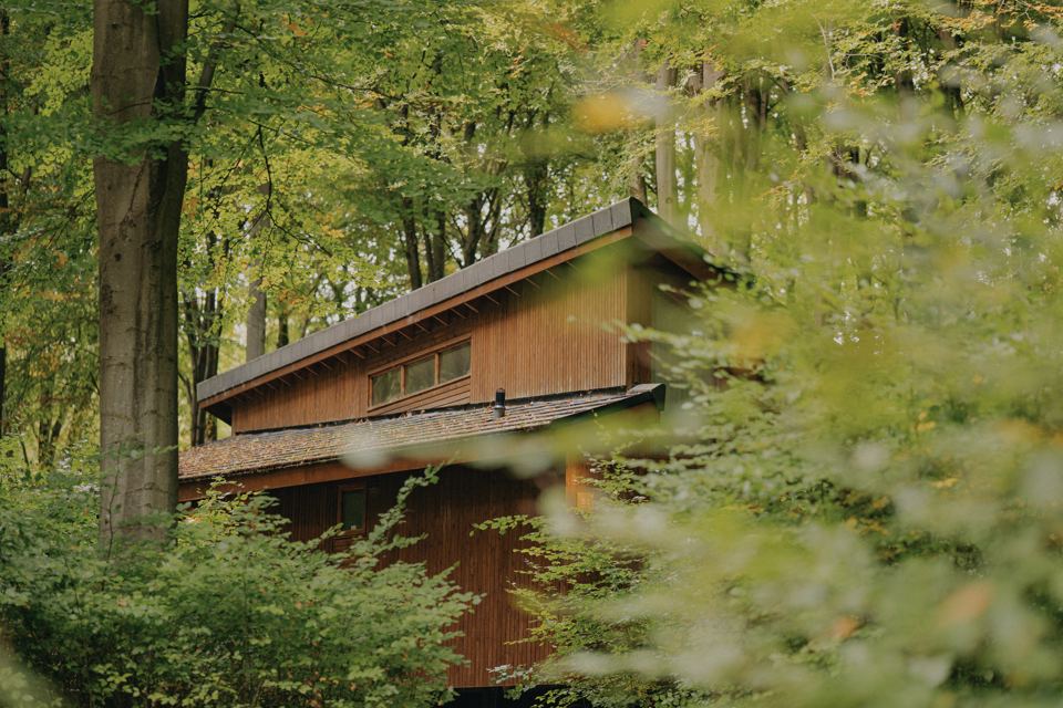 Cabin among beech trees