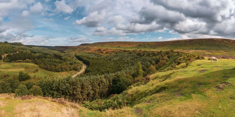 Moorland and forest view