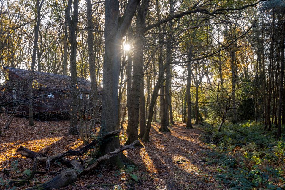 Woodland path