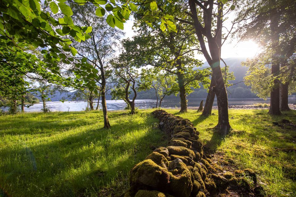Loch shore through trees