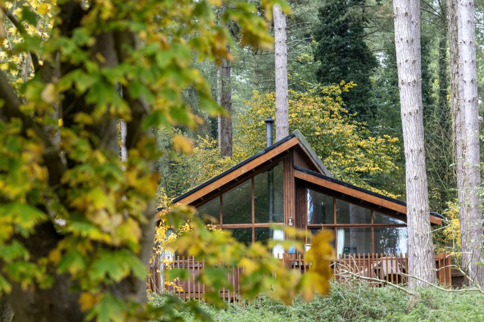 Cabin framed by pines