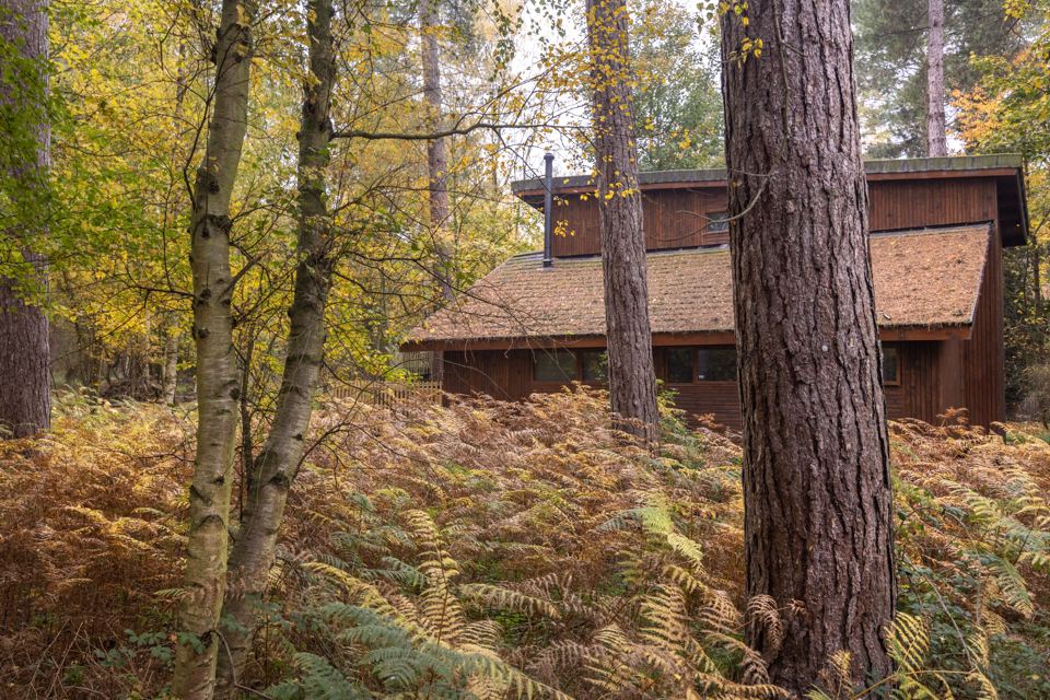 Cabin behind the bracken