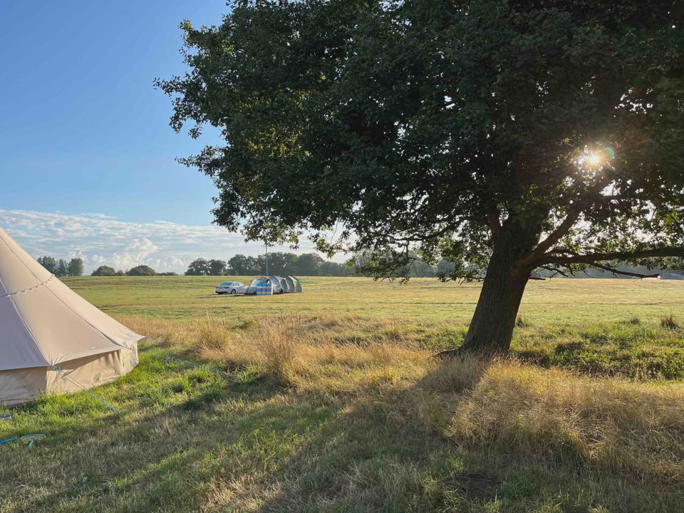 Pitches beside an old oak