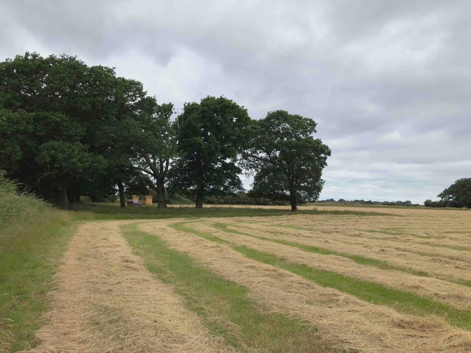 Cut grass paths and trees