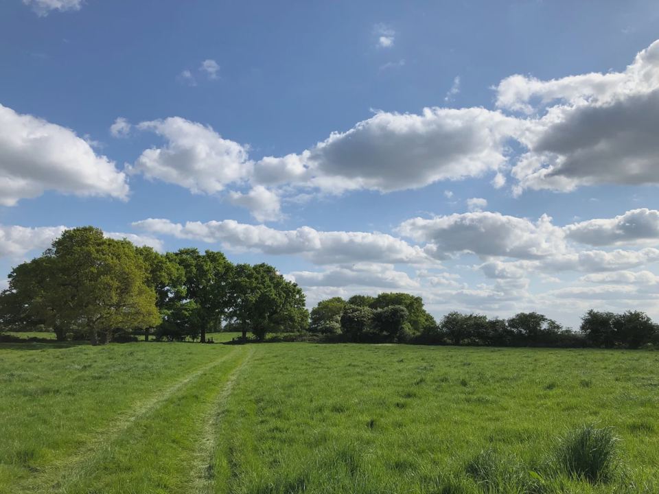 Grassy field and hedgerow