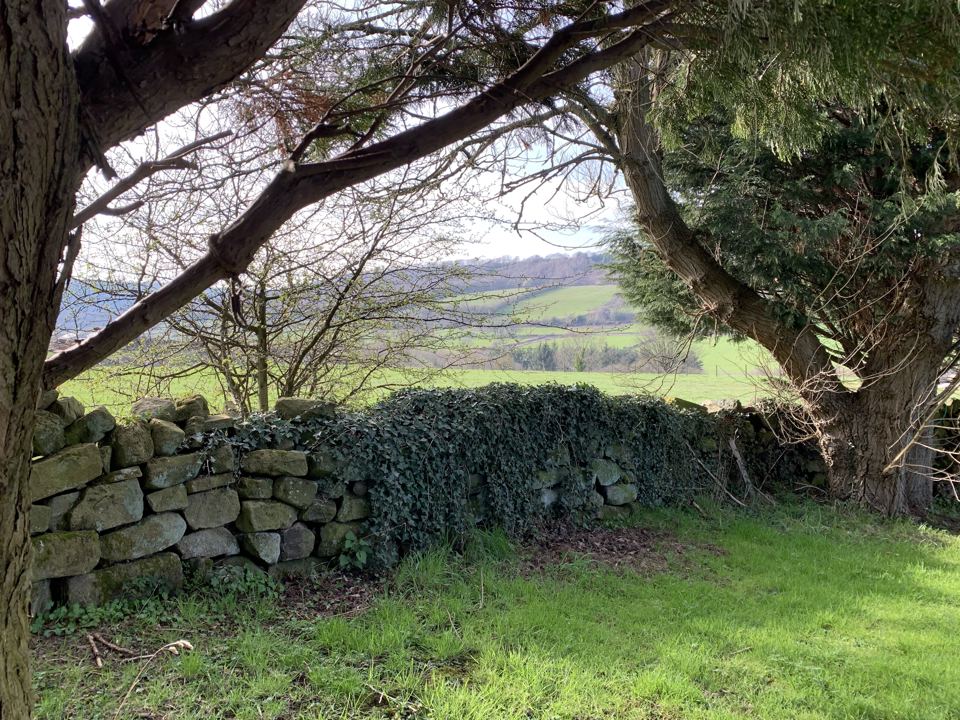 Grass beside a dry-stone wall