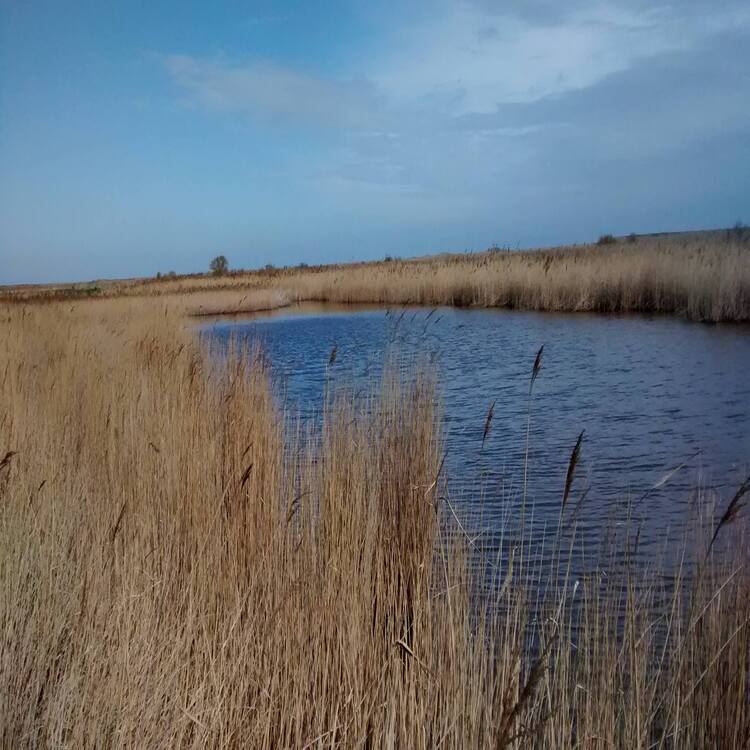 Reed-fringed pool nearby