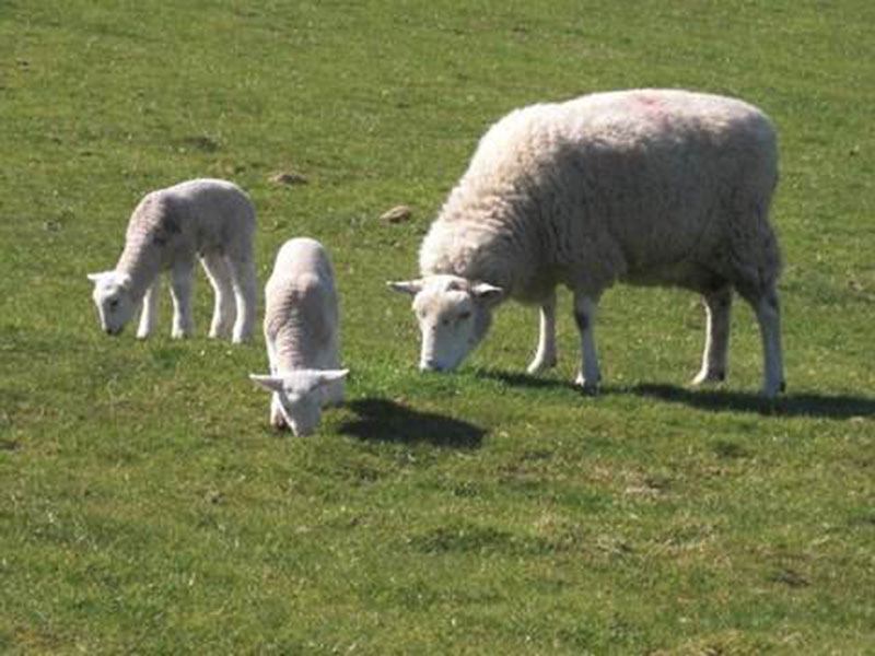 Sheep and lambs
