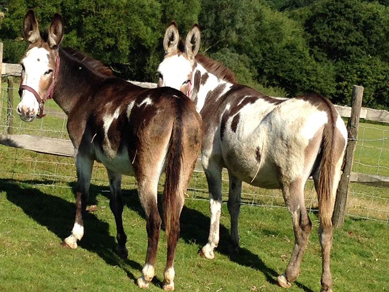 Donkeys on the farm