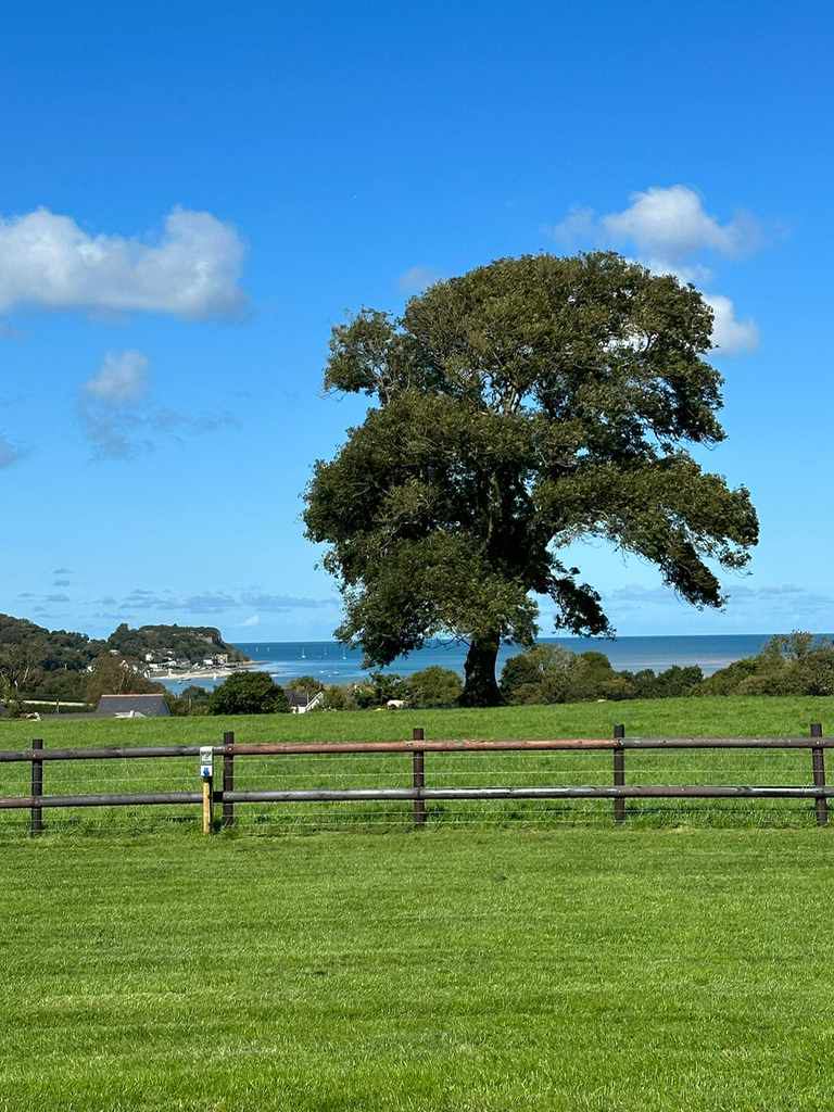 Tree and sea view