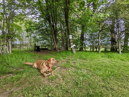 Dog on the woodland walk