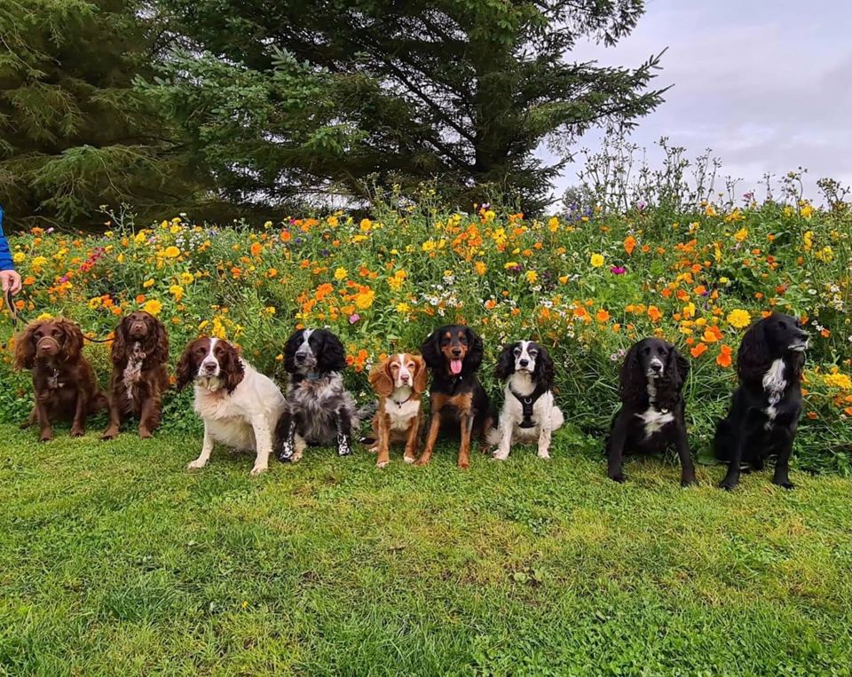 Dogs by the wildflowers