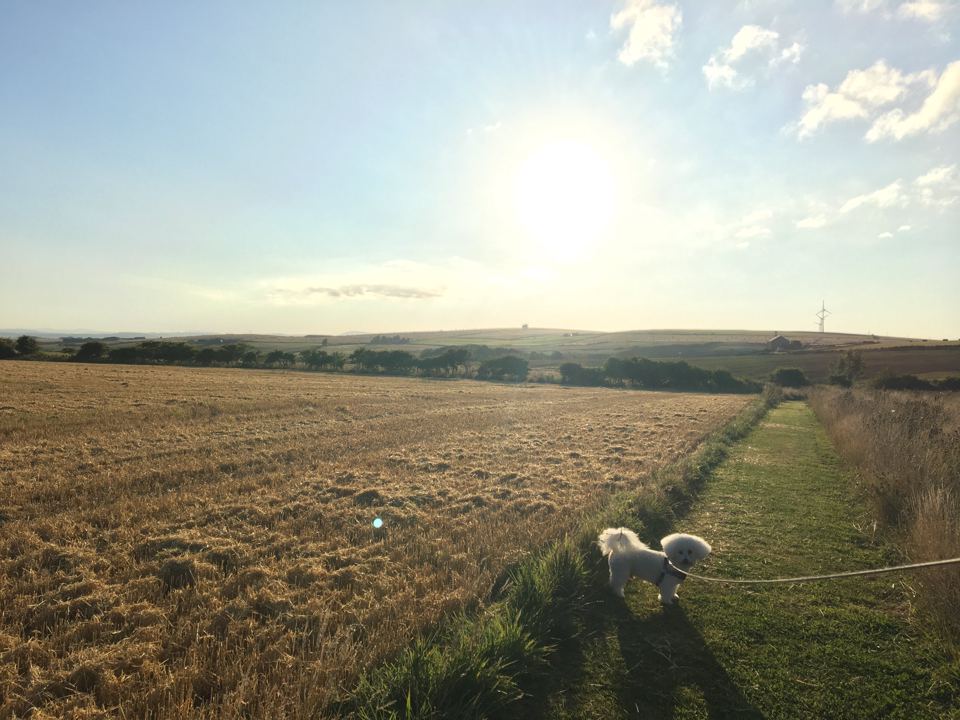 Dog walk beside the barley