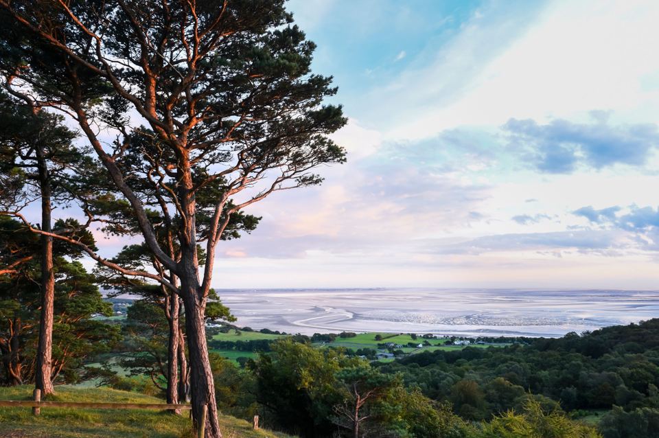 Pines above Morecambe Bay