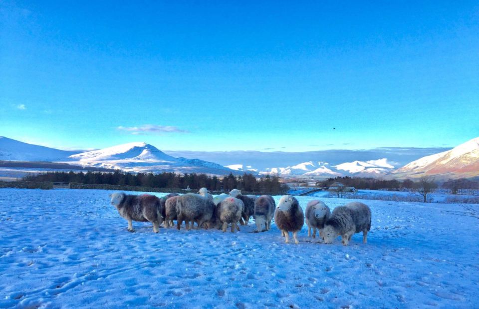 Sheep in the snow