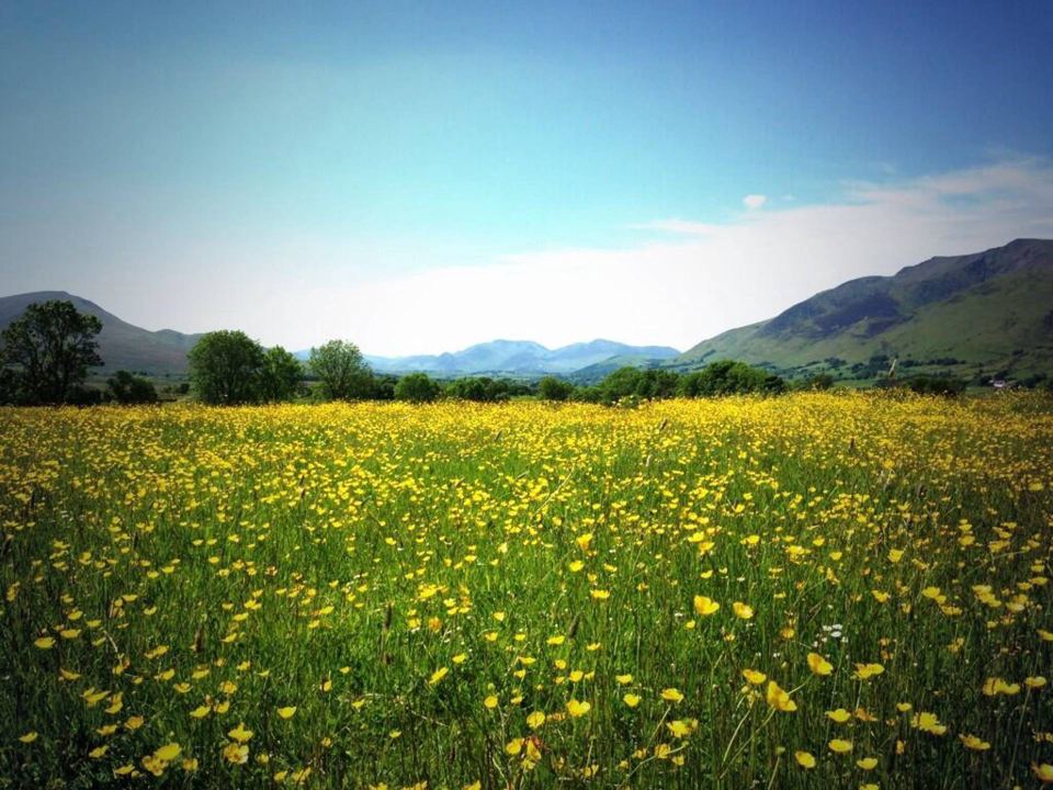 Meadow full of buttercups