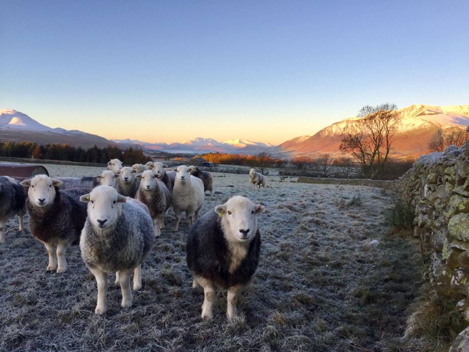 Sheep in the frosty field