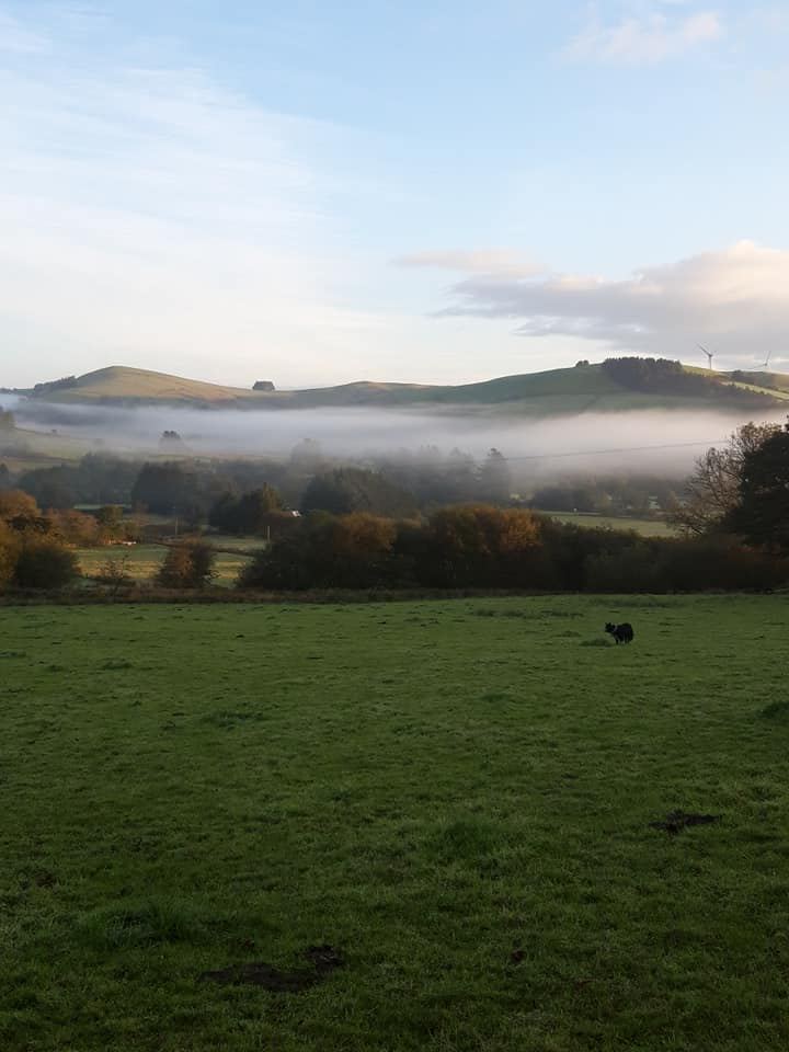 Misty morning over the field