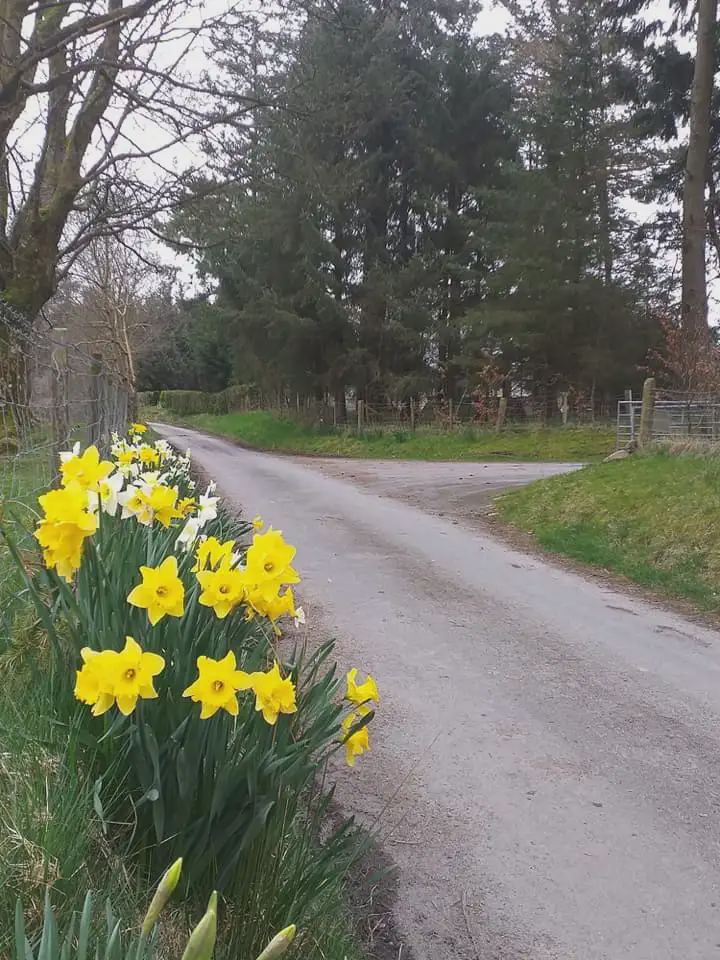 Farm lane with daffodils