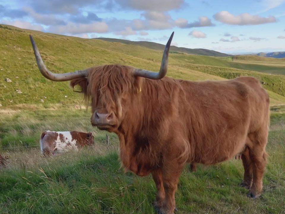 Highland cow on the farm
