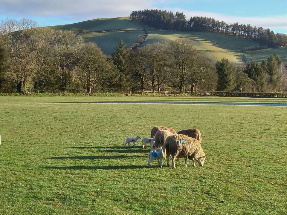 Sheep on the camping field