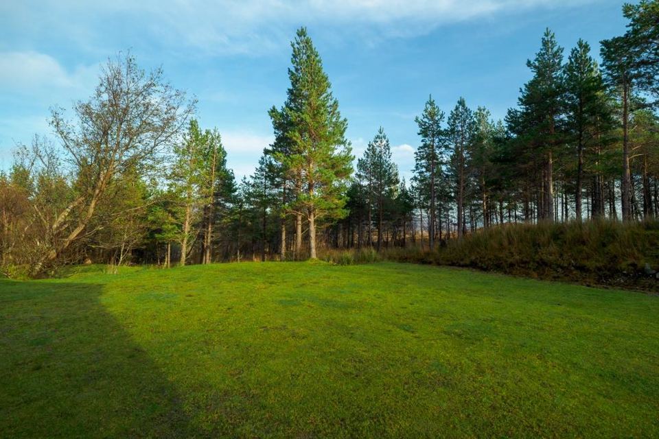 Grass camping area among the pines