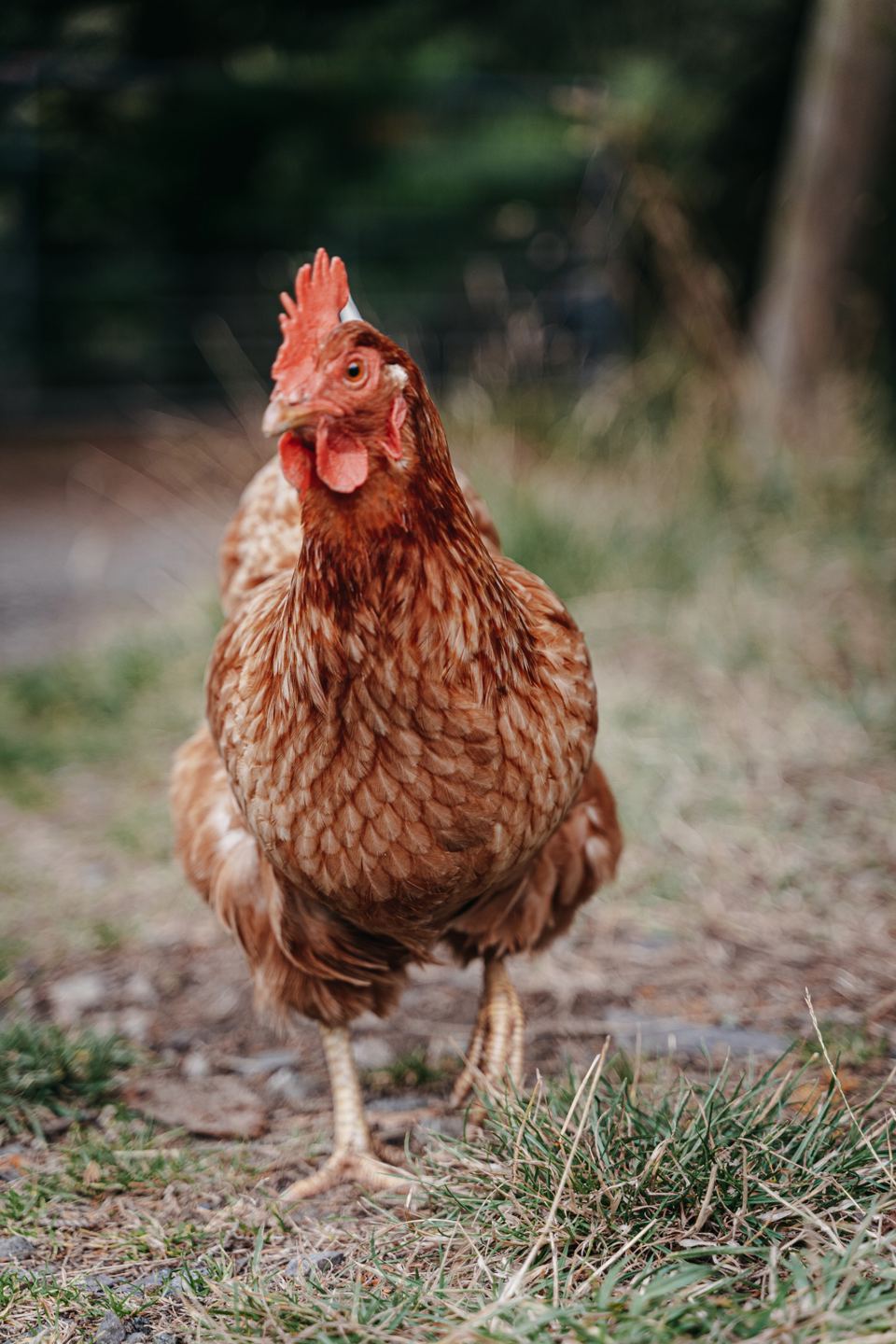 Hen on the farm