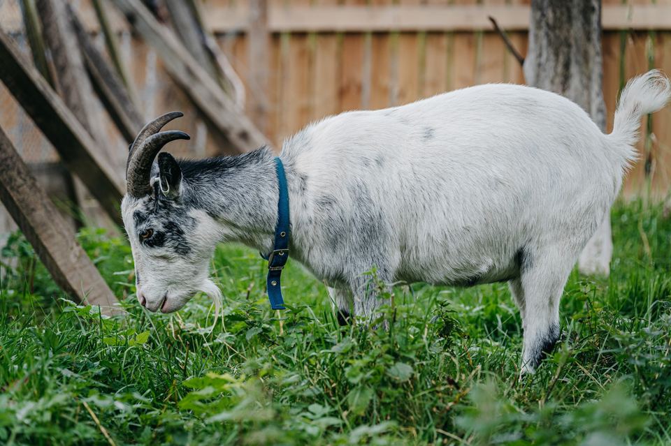 Goat grazing