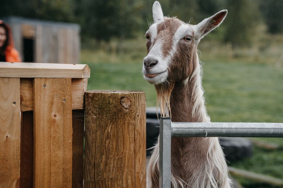 Goat at the fence