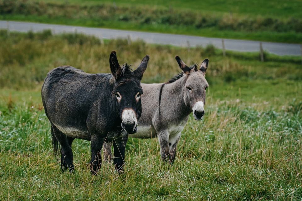 Pair of donkeys