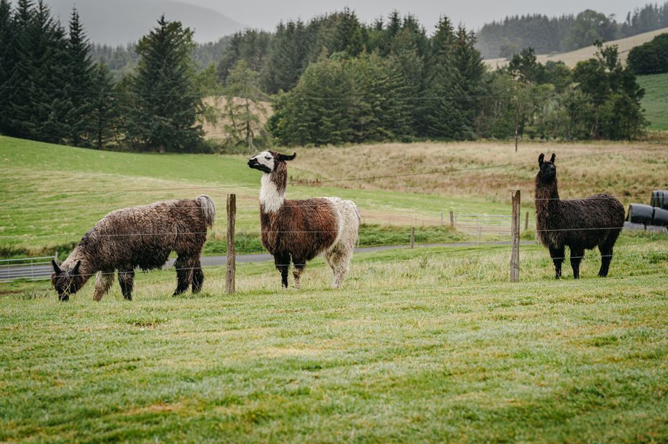 Llamas by the fence