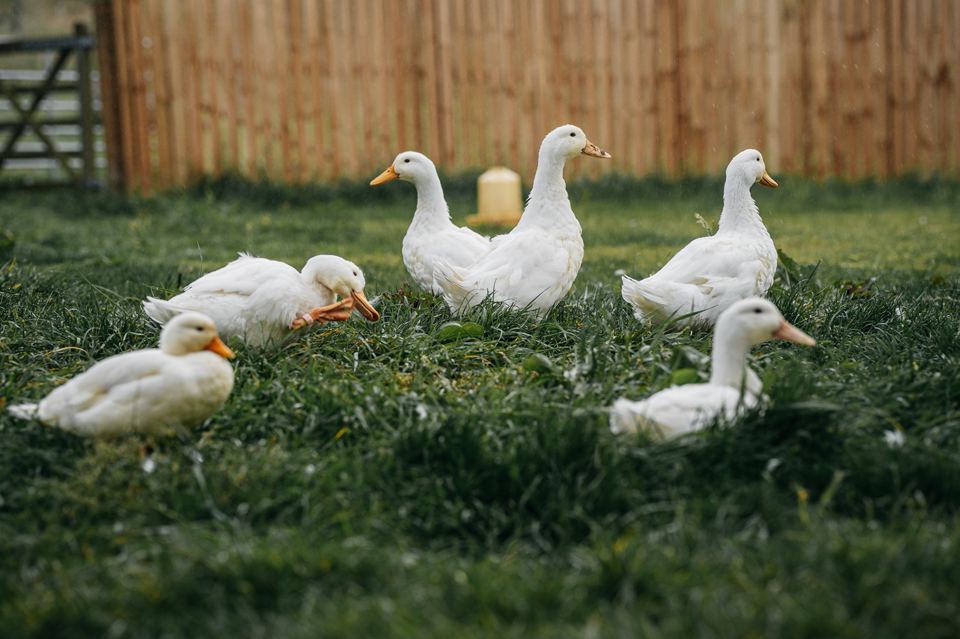 Ducks on the grass