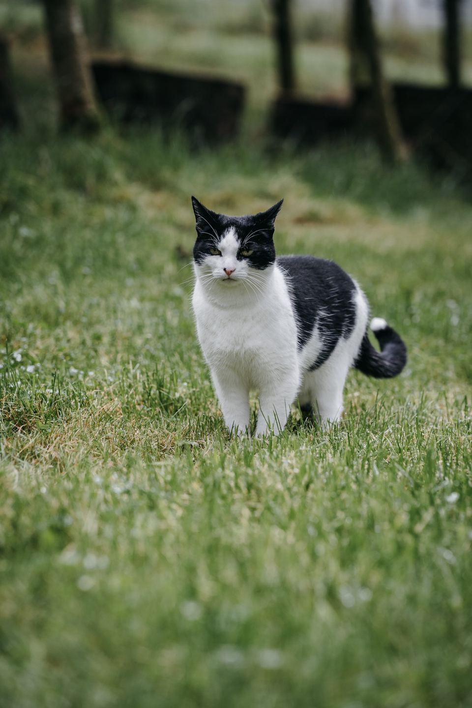 Farm cat