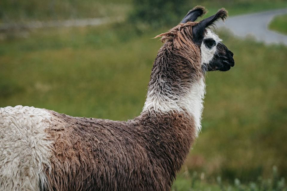 Llama in the field
