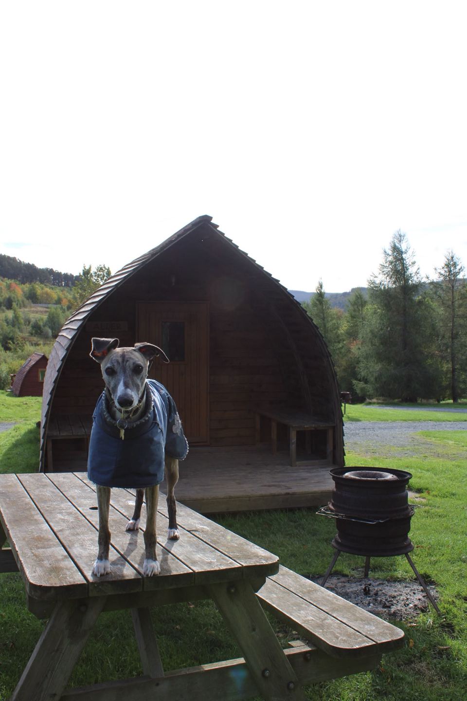 Dog outside a pod