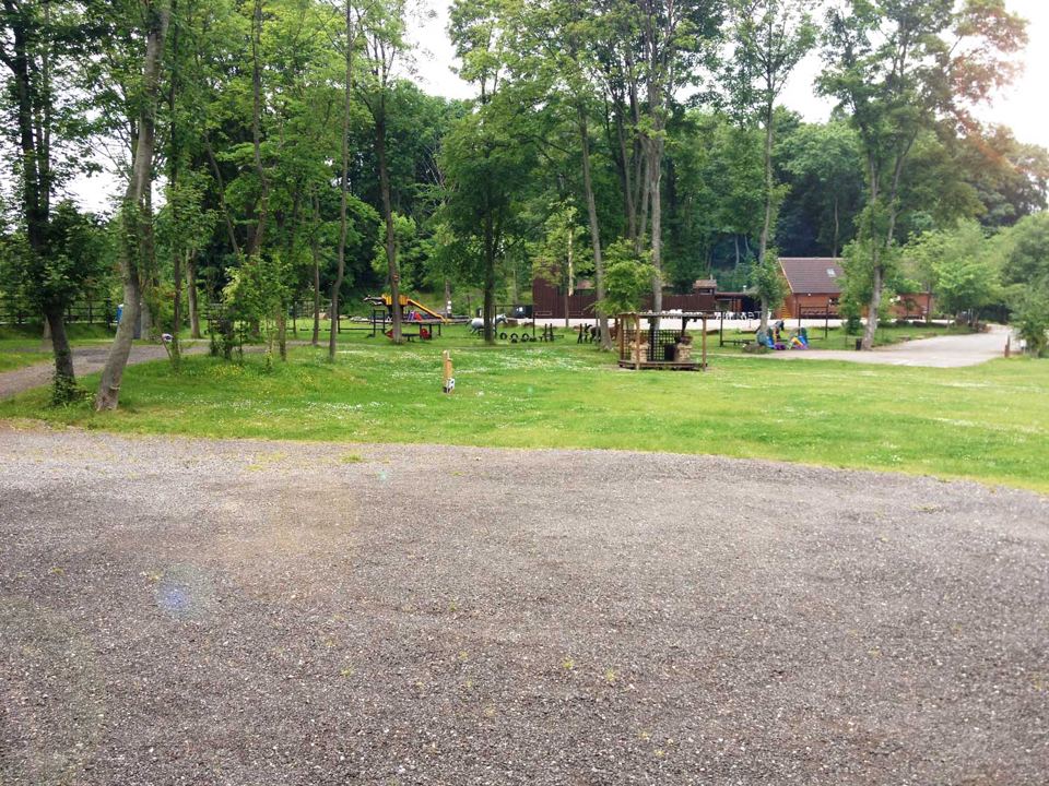 Grass areas among the woodland