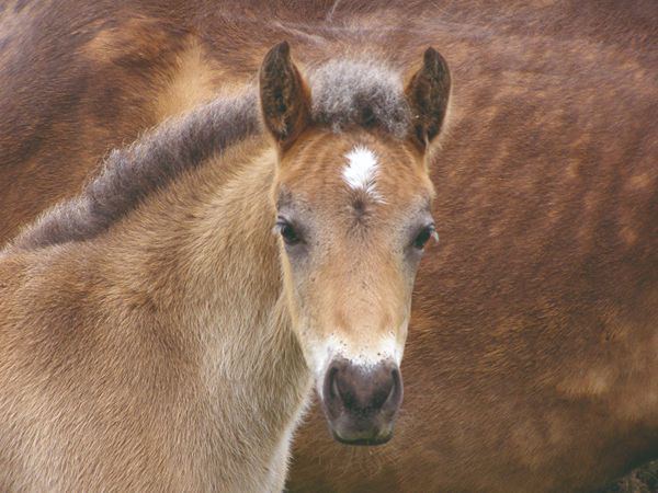 New Forest pony foal