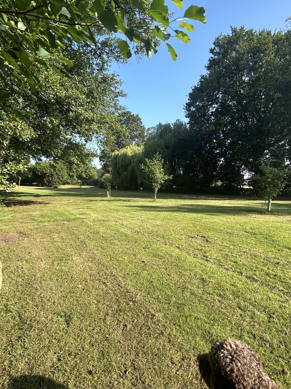 Mown camping field