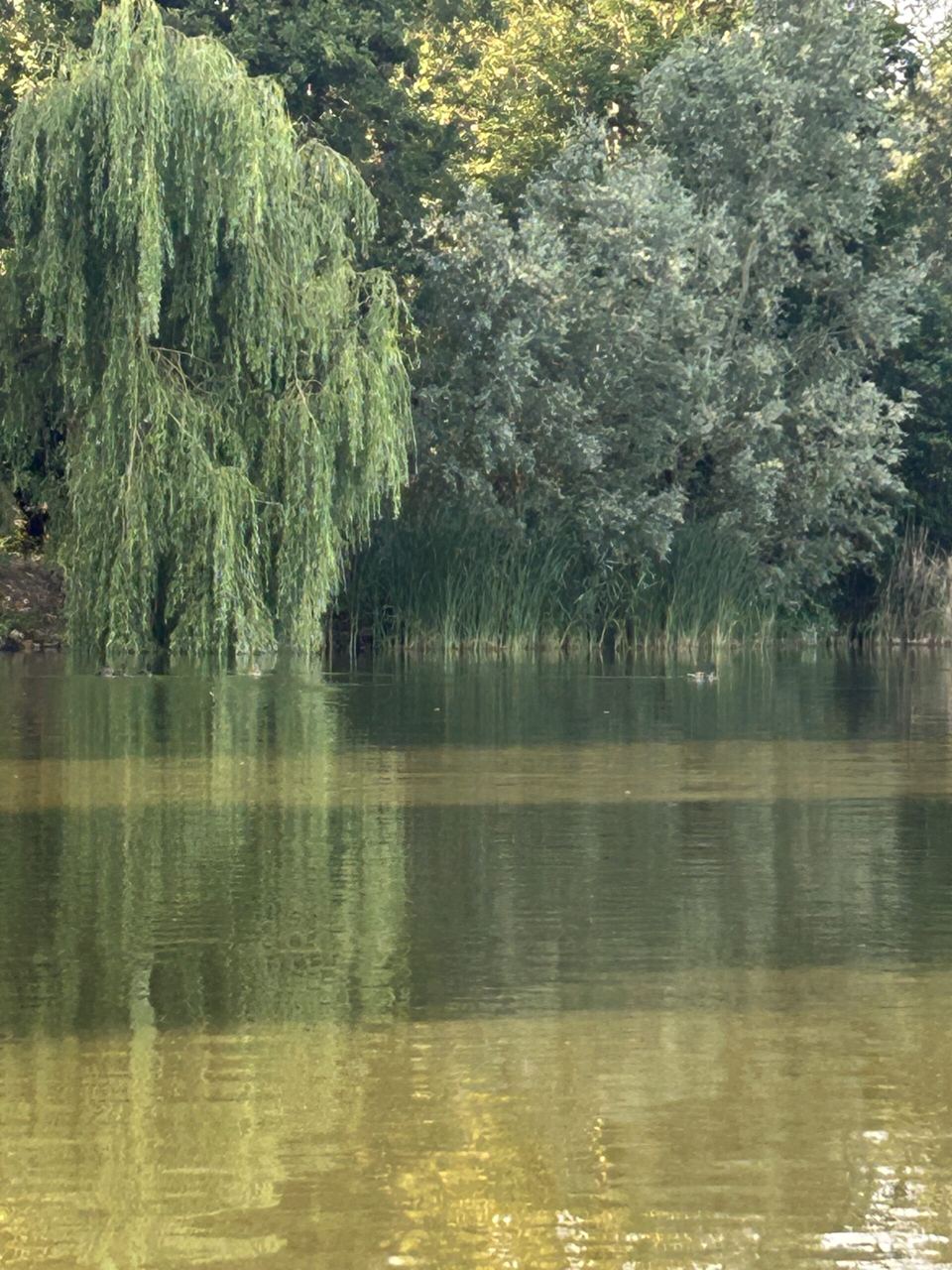 Willows over the lake