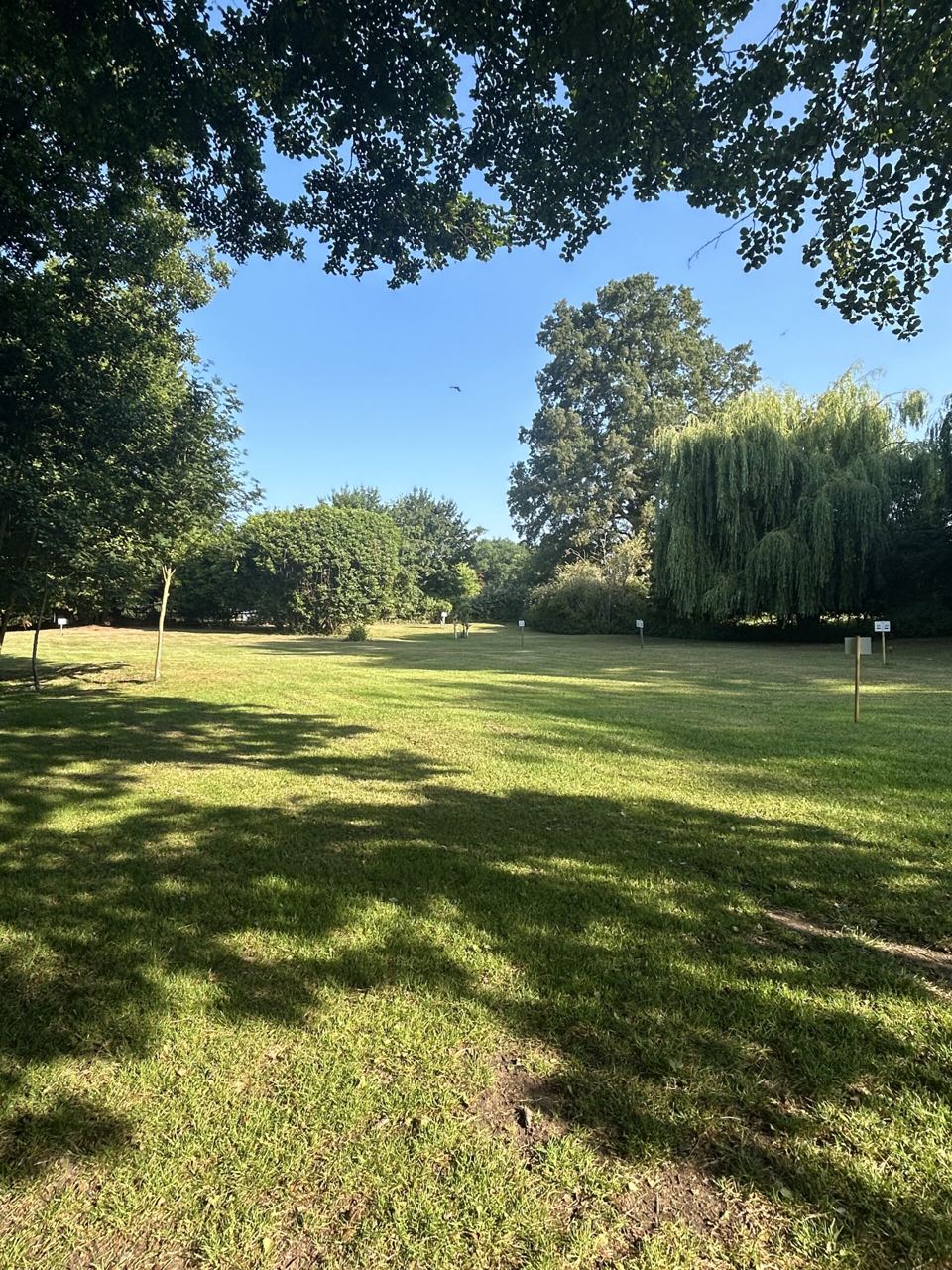 Open grass among the trees