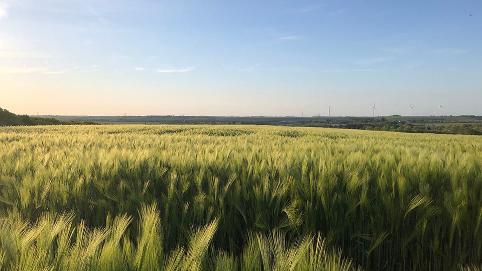 Barley field nearby