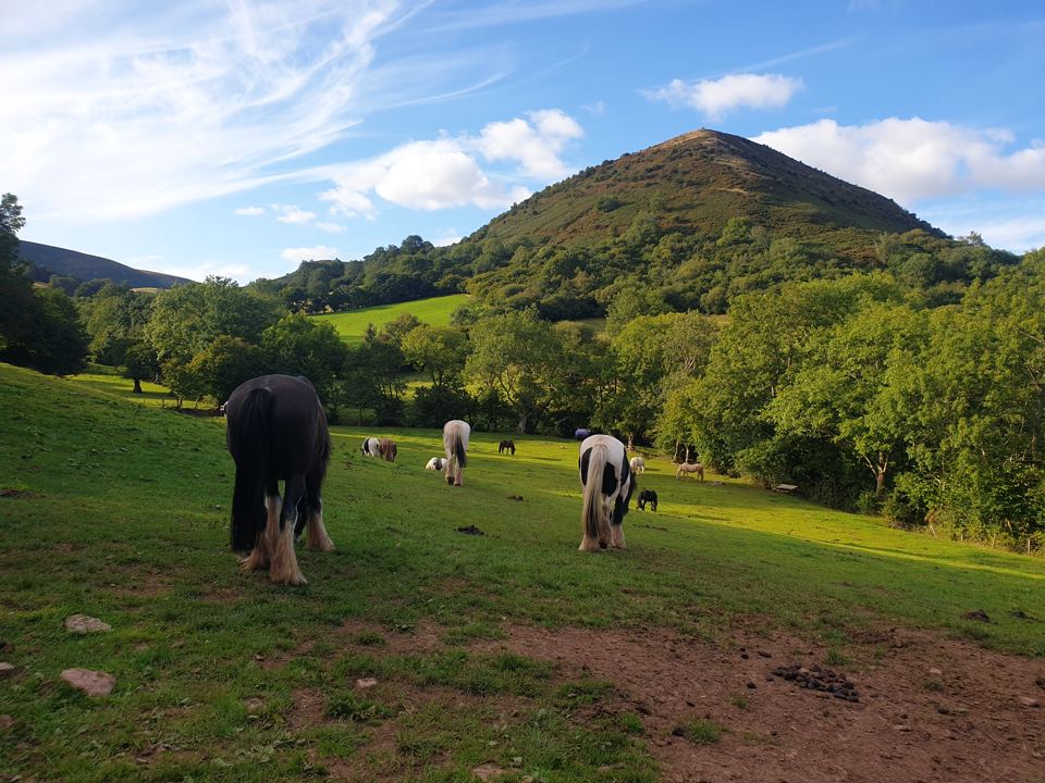 Ponies on the Black Mountains