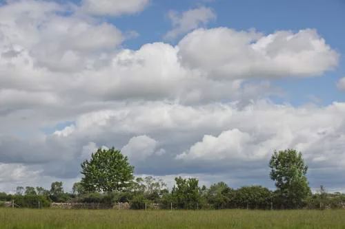 Camping field and hedges