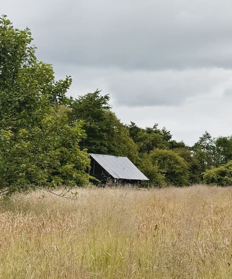 Meadow with a barn