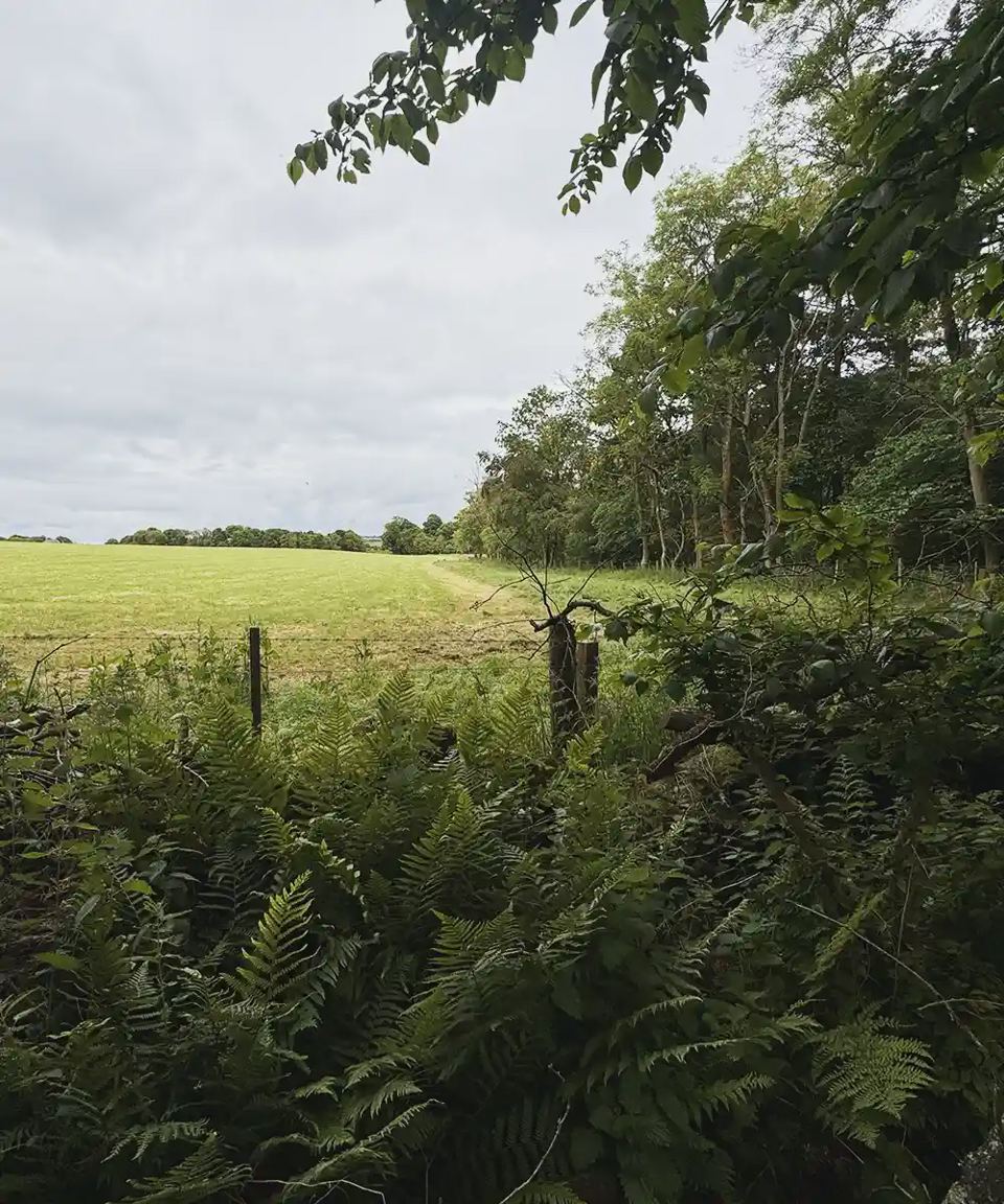 Field edge and woodland