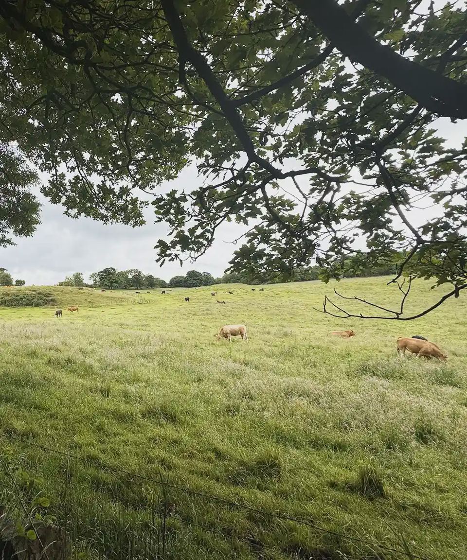Grazing cattle in the field