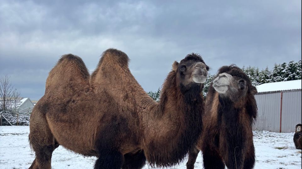 Bactrian camels