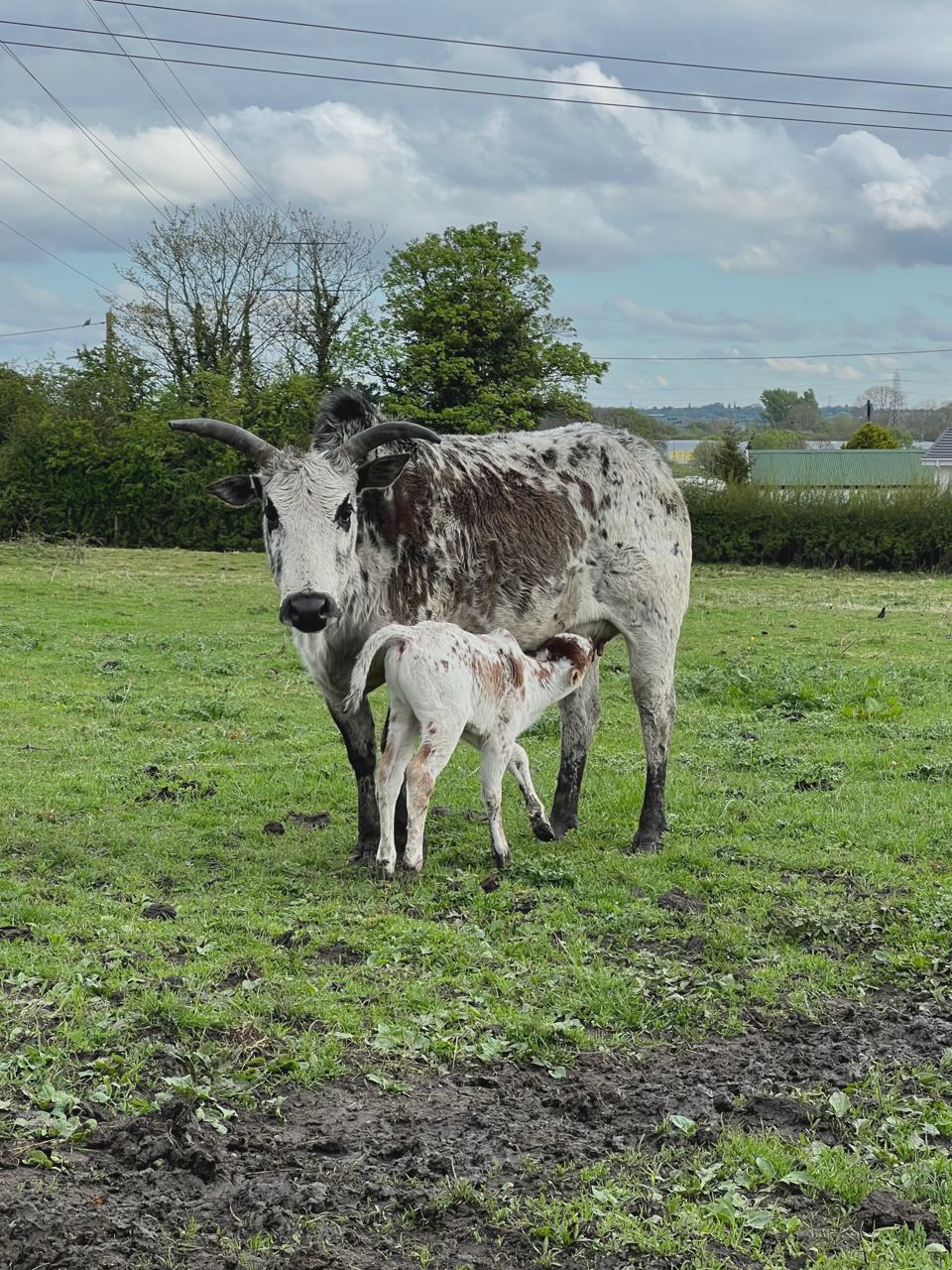 Cow and calf in the field