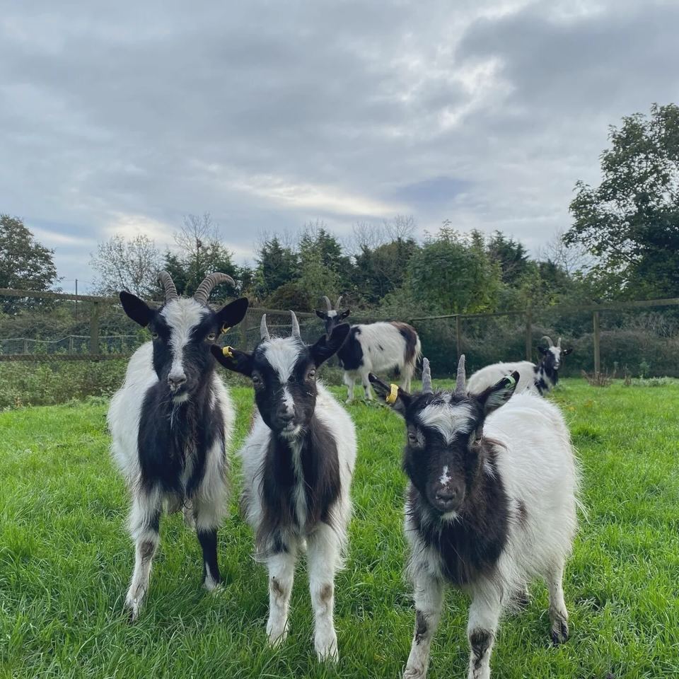 Goats in the field