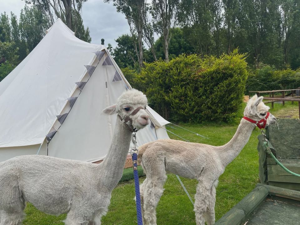 Alpacas beside a bell tent
